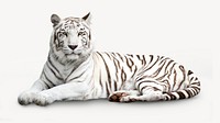 Siberian tiger collage element, animal design psd