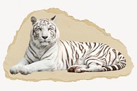 Siberian tiger, wild animal on torn paper