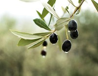 Free olive image, public domain fruit CC0 photo.