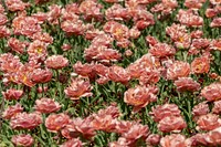 Free double early tulip image, public domain flower CC0 photo.