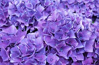 Free purple hydrangea image, public domain flower CC0 photo.