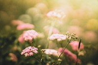 Free pink cow parsley image, public domain flower CC0 photo.