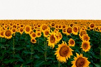 Sunflower field background, spring nature