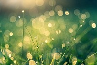 Free wet grass bokeh image, public domain plant CC0 photo.