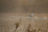 Free swan flapping wings above water image, public domain CC0 photo.