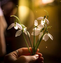 Free snowdrops image, public domain flower CC0 photo.