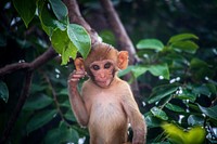 Free baby rhesus macaque image, public domain CC0 photo.