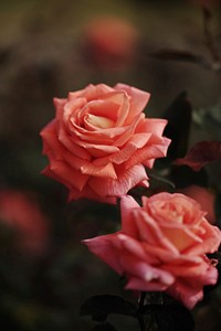 Free pink rose image, public domain flower CC0 photo.