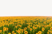 Sunflower field background, spring nature psd