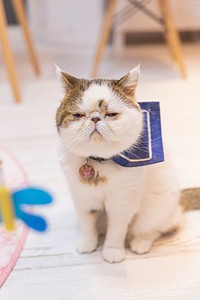 Free exotic shorthair cat in a cafe image, public domain CC0 photo.