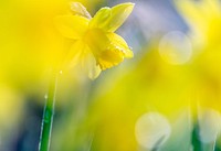 Free yellow daffodil image, public domain flower CC0 photo.