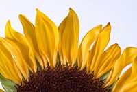 Free sunflower background image, public domain flower CC0 photo.