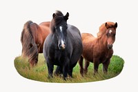 Icelandic horses, animal photo on white background