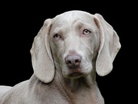 Free wemaraner dog image, public domain animal CC0 photo.