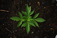 Free cannabis plant image, public domain cannabis CC0 photo.