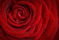 Free red rose image, public domain flower CC0 photo.