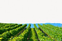 Aesthetic vineyard background, ripped paper, farming, agriculture design
