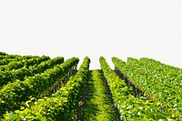 Aesthetic vineyard background, farming, agriculture design