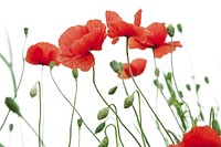 Free red poppy image, public domain flower CC0 photo.