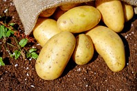 Free potatoes on wood image, public domain food CC0 photo.