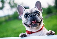 Free French bulldog background image, public domain CC0 photo.