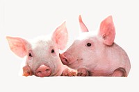 Pigs, farm animal isolated image