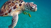 Free sea turtle image, public domain animal CC0 photo.