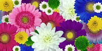 Free colorful daisy image, public domain flower CC0 photo.