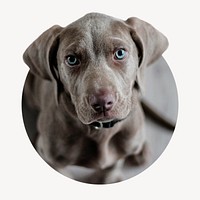 Weimaraner badge, puppy with blue eyes photo
