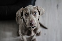 Free black dog with blue eyes image, public domain animal CC0 photo.