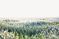 Dewy grass border collage element, nature design psd