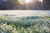 Free flower field background image, public domain spring CC0 photo.