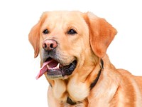 Golden Retriever dog, pet animal isolated image