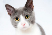 Free cute cat face closeup image, public domain CC0 photo.