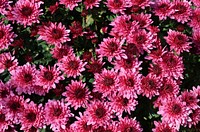 Free pink chrysanthemum image, public domain flower CC0 photo.