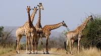 Free giraffes in the wild image, public domain CC0 photo.