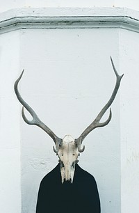 Free deer skull photo, public domain skeleton CC0 image.