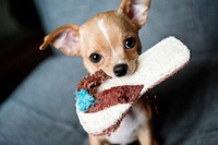 Free cute chihuahua dog biting a shoe image, public domain animal CC0 photo.