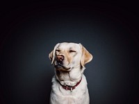 Free labrador retriever dog image, public domain animal CC0 photo.