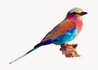Blue jay bird, wild animal design