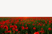 Red poppies field collage element, spring nature psd