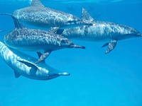 Free Dolphins image, public domain animal CC0 photo.