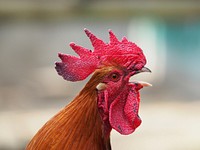 Free chicken image, public domain animal CC0 photo.