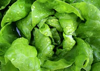 Free lettuce crop image, public domain food CC0 photo.