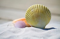 Free beach seashell image, public domain travel CC0 photo.