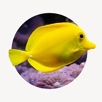 Yellow fish badge, ocean animal photo