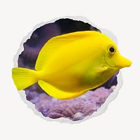 Yellow fish in ripped badge, ocean animal photo