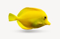 Yellow fish collage element, marine life photo psd