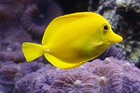 Free exotic fish image, public domain animal CC0 photo.