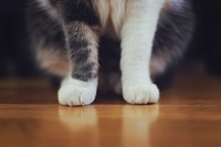 Free cat's feet and claws closeup image, public domain CC0 photo.